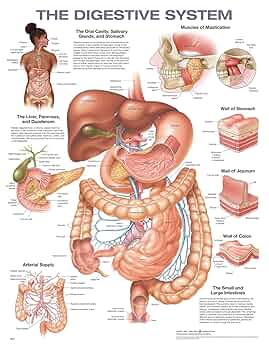 Amazon | The Digestive System Anatomical Chart | Anatomical