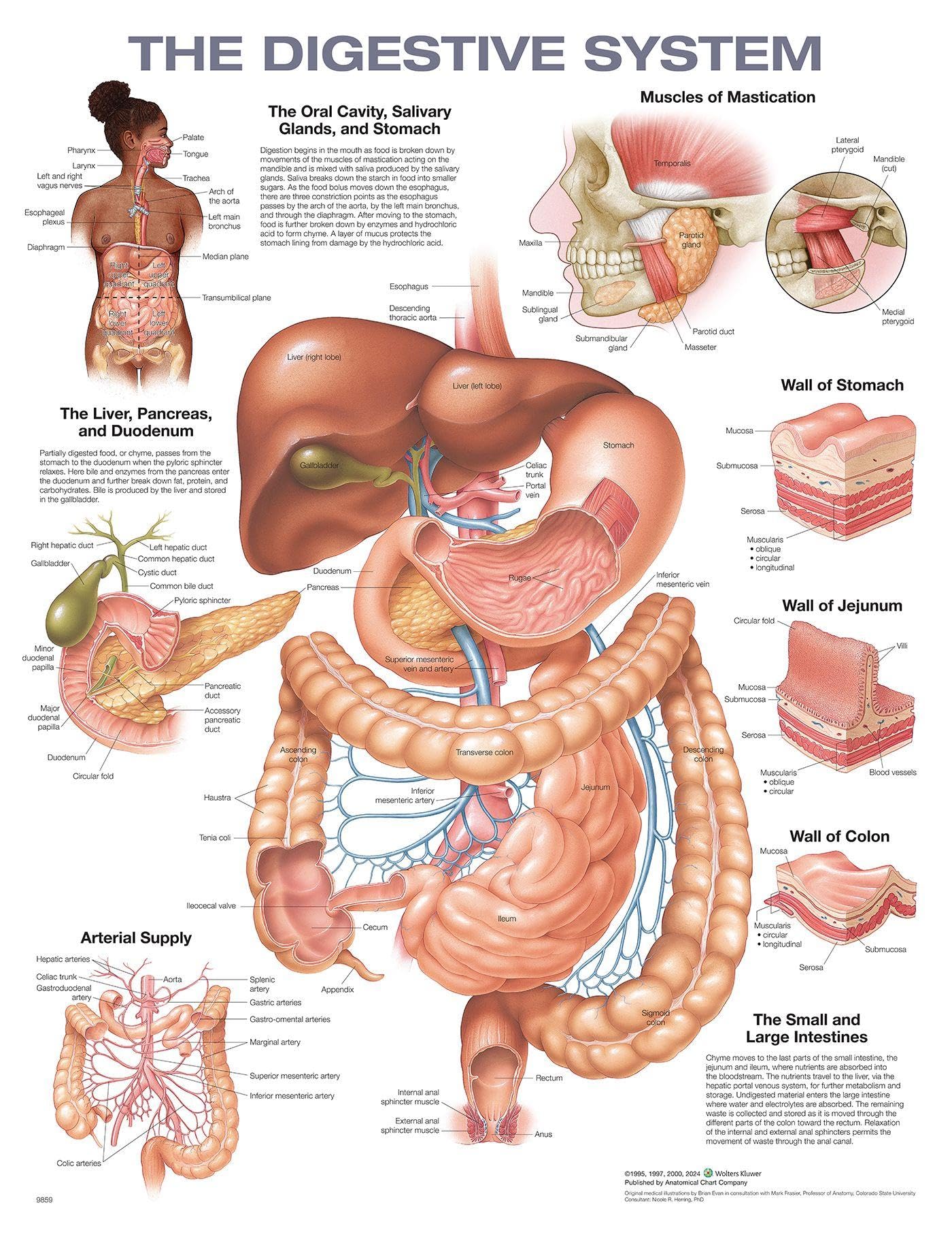 洋書 The Gastrointestinal System Amazon.co.jp: The Digestive System Anatomical Chart : Anatomical