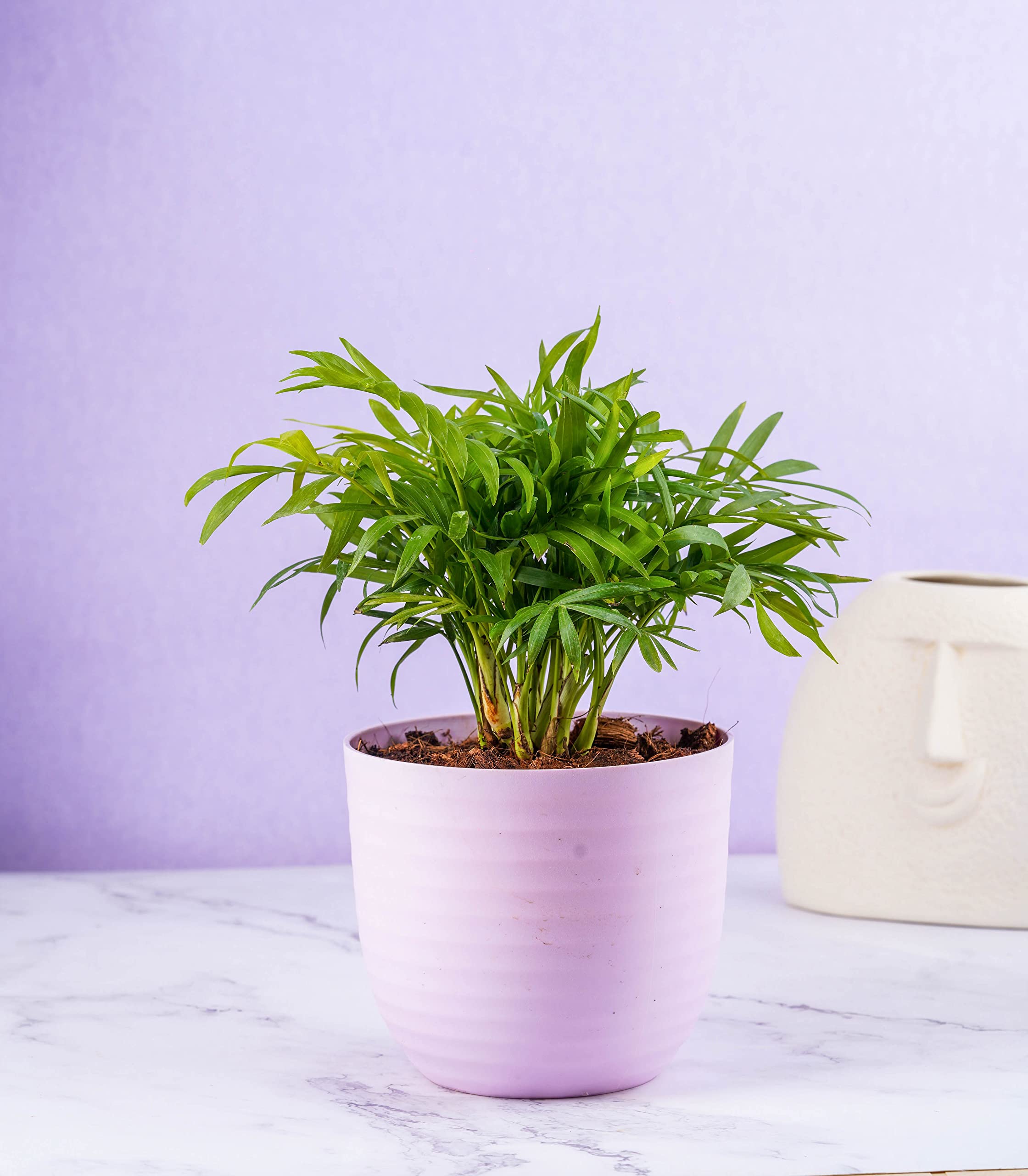 Nurturing Green® Live Indoor Bamboo Palm Chamaedorea Plant in (5.5 Inch Wide * 5 Inch High) Pink Plastic Pot with Matte Finish (B0B2S4HP9L) Amazon Price History, Amazon Price Tracker