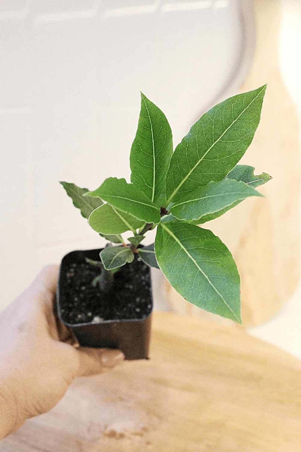 My Shelfie – Bay Laurel Plant (Laurus nobilis), 2.5-Inch Live Culinary Herb for Kitchen Herb Garden, Indoor Windowsill Growing, Mediterranean Bay Leaf Tree Starter (2)