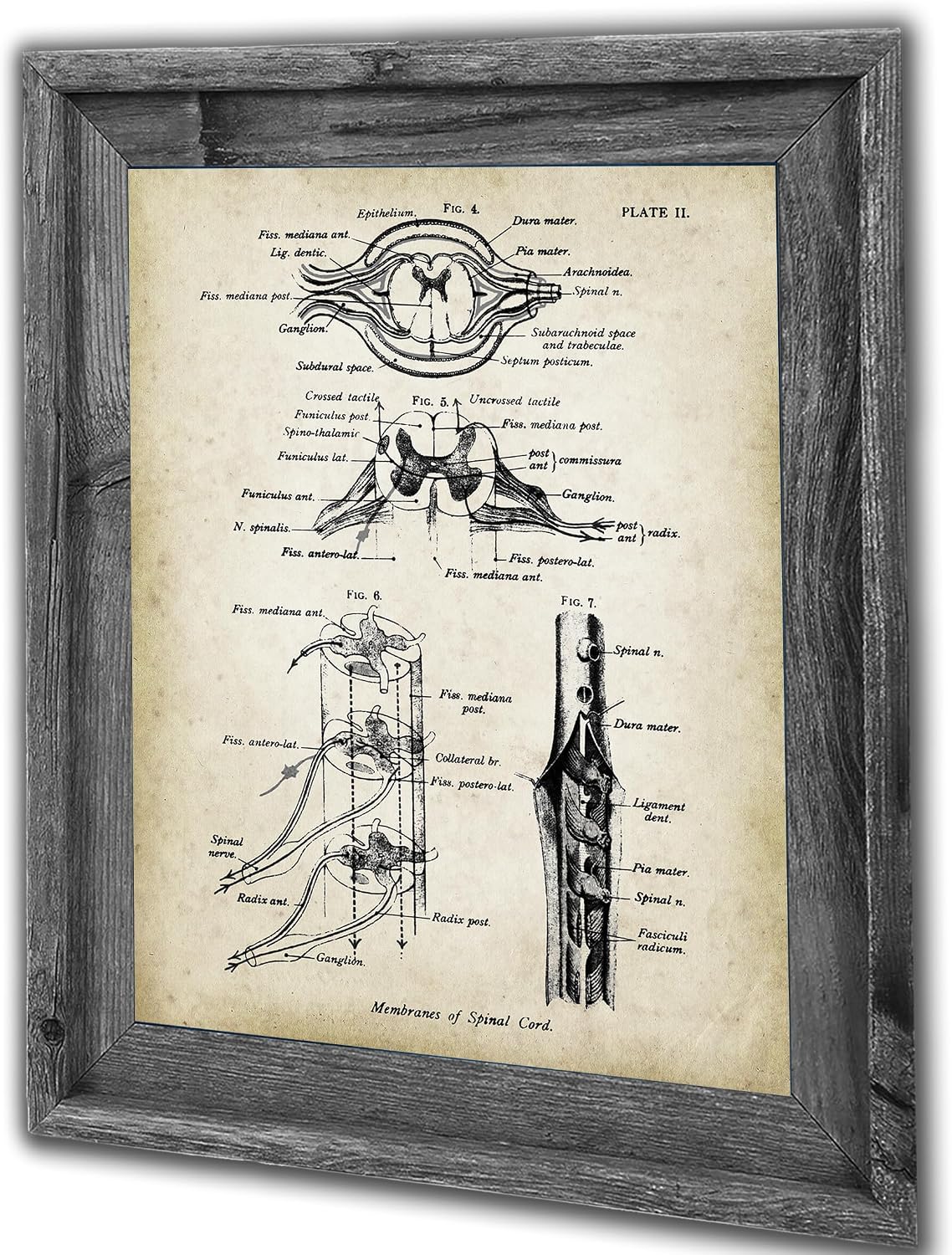 Gnosis Picture Archive Neurology Anatomy of Spinal Cord Backbone Set of 3 unframed Medical Decor Art Prints