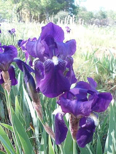 IRIS REBLOOMING DE BARBAJA ALEMANA MORADAAZUL (1) RizomaBulboRaíz Listo para plantar ahora