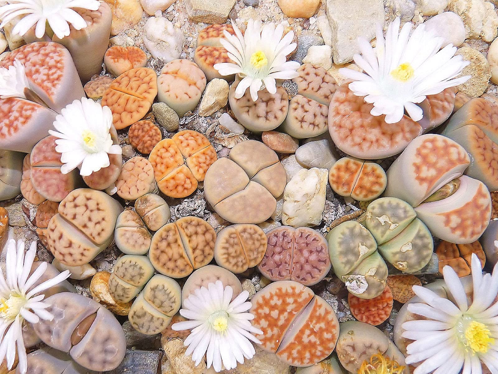 RARE Lithops MIX succulent cactus EXOTIC living stones desert rock seeds - Grow in all seasons, Indoor/Outdoor (20 Seeds) (B0CCW725VP) Amazon Price History, Amazon Price Tracker
