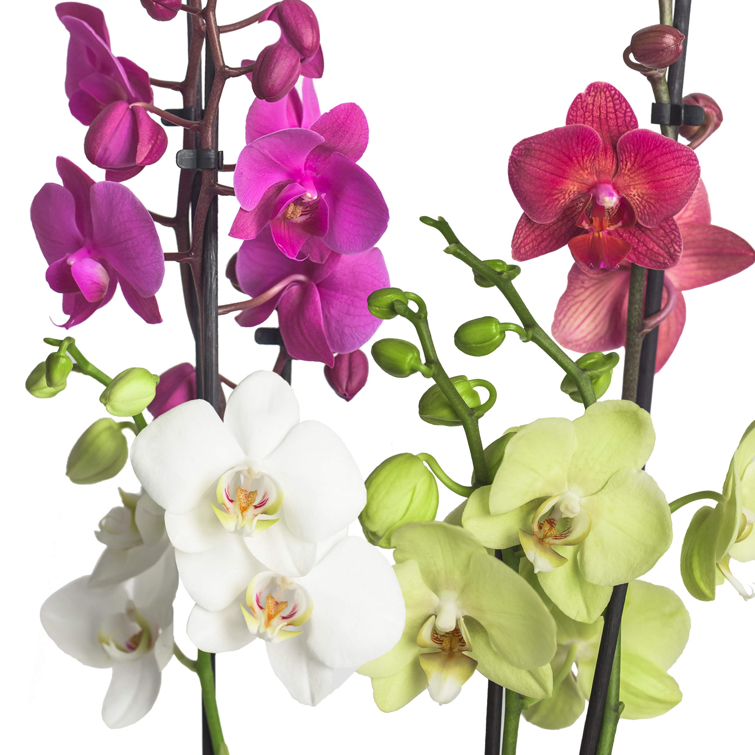 3x echte Phalaenopsis Orchideen 2 Triebe - 50 bis 70cm groß - Schmetterlingsorchidee wunderschöne blühende Tischpflanzen Blumen Geschenkset Naturprodukt