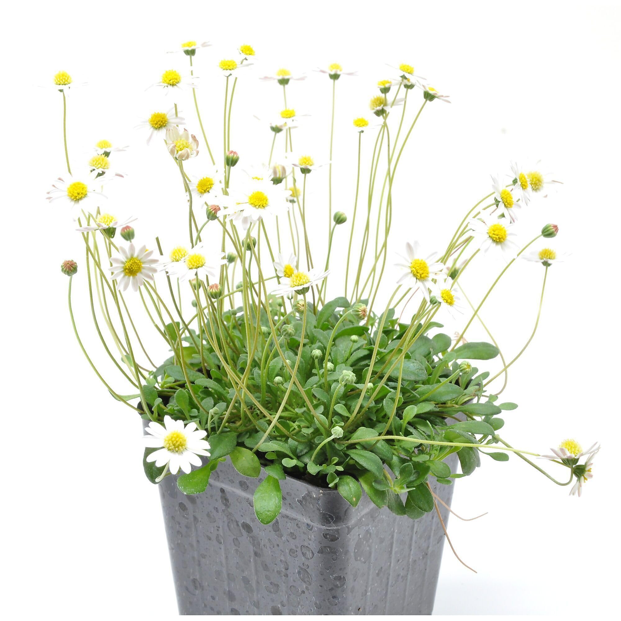 Bellium minutum Miniature Daisy Flowering Plant