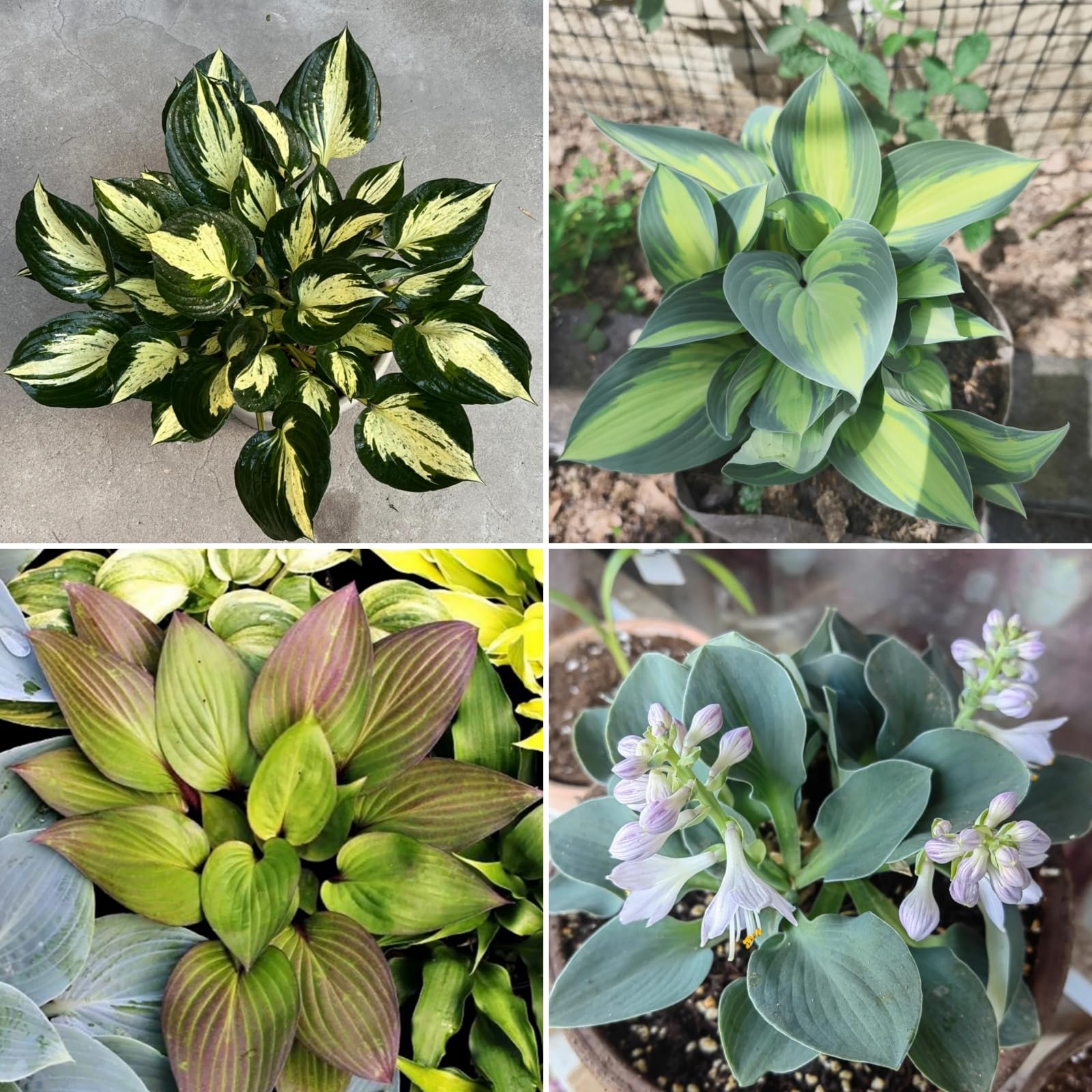 (HGJKYTFCDG Hosta Bulbs Mix Plant Root Excellent Display Indoor Perennial Balcony Garden Bulbs Can Be Potted-4bulbs-E