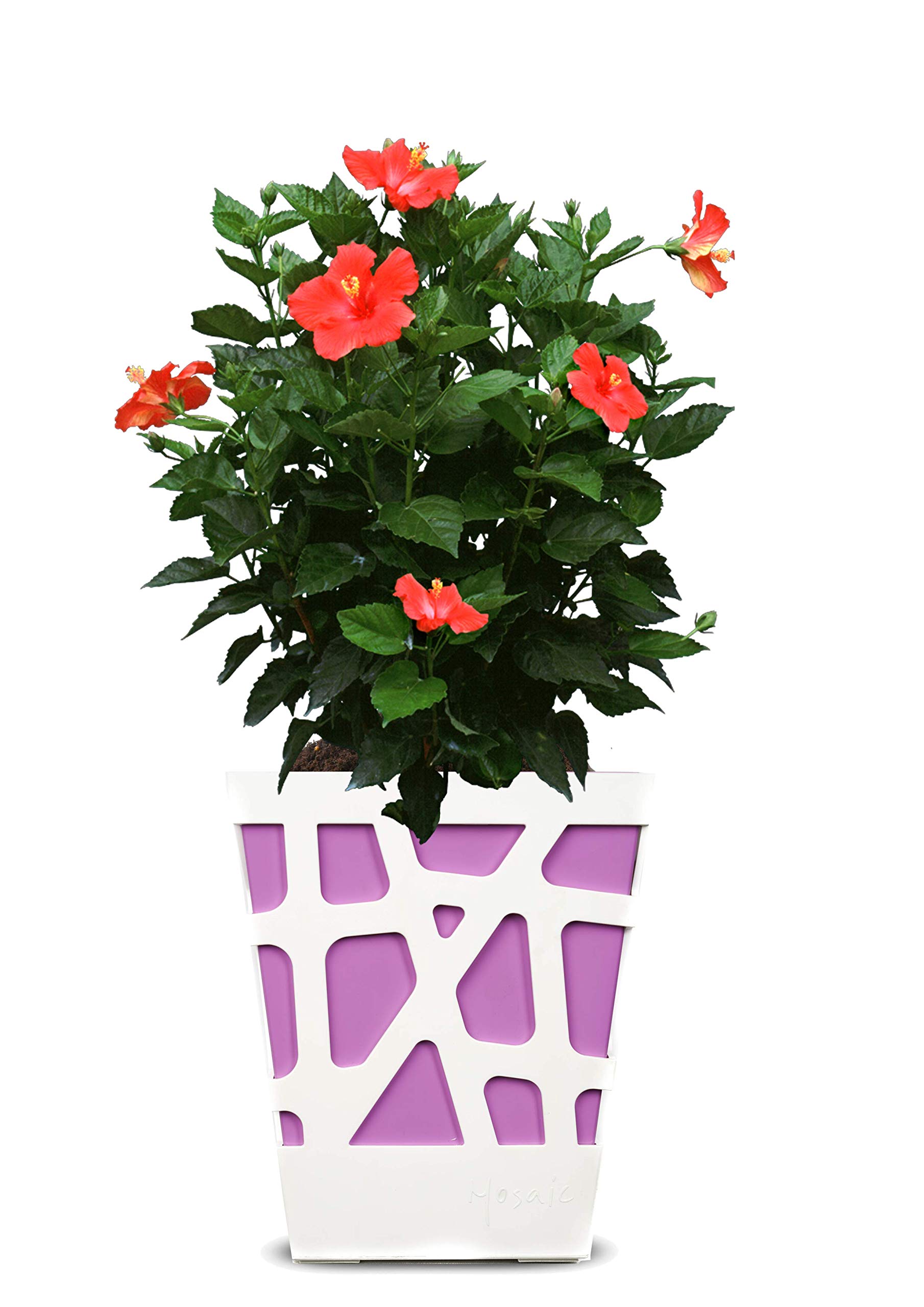 Sharpex Italian Plastic Sequare Planter, Modern Decorative Planter Pot for All House Plants Flowers, Herbs, Vegetables, Tropicalâ€“ (Purple) -POT-MS-Q17-608