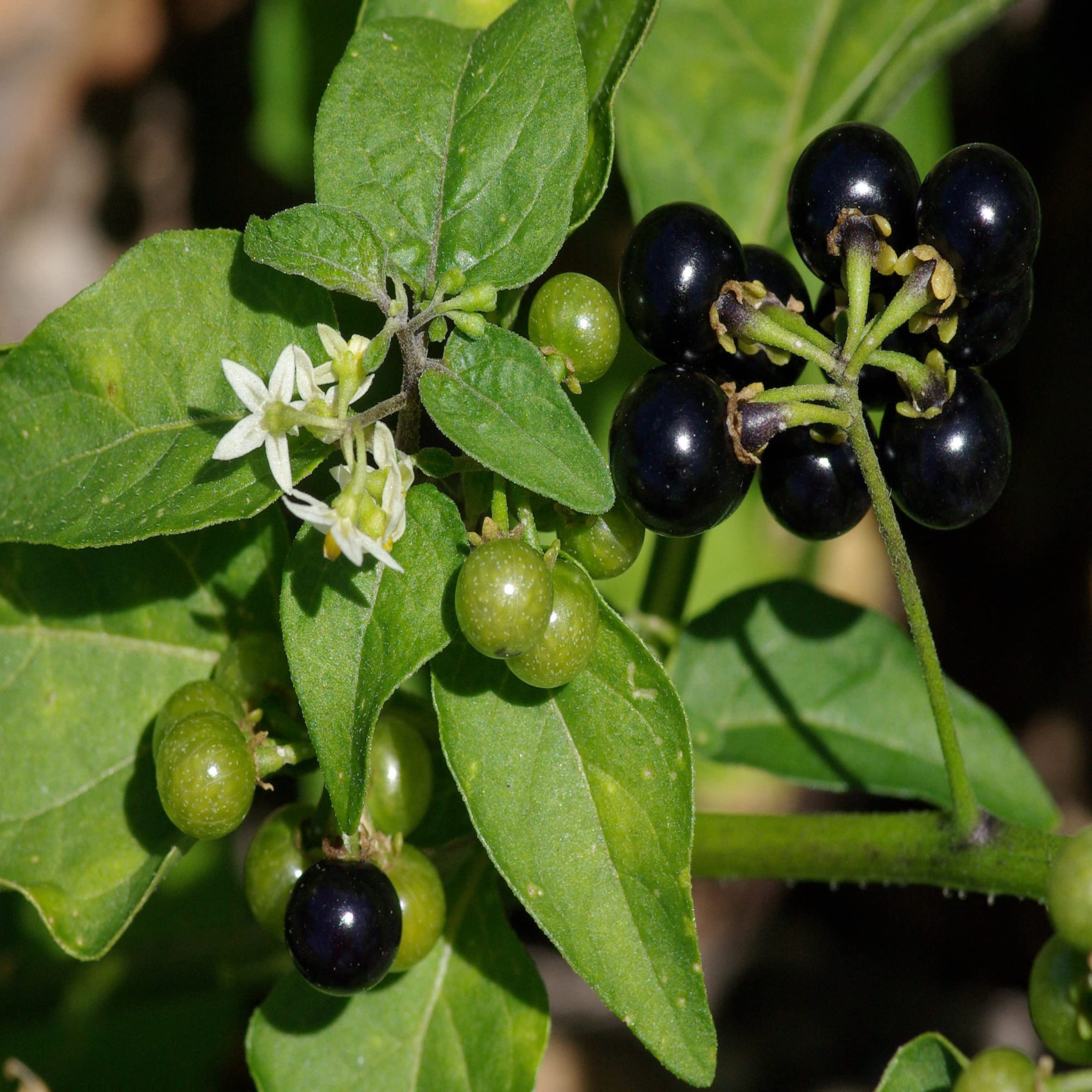 Organic Black Nightshade (Kali Makoi) Seeds, WonderBerrry: Grow Medicinal Treasure on Your Terrace, Easy to grow in pot (B0CDMK35MB) Amazon Price History, Amazon Price Tracker
