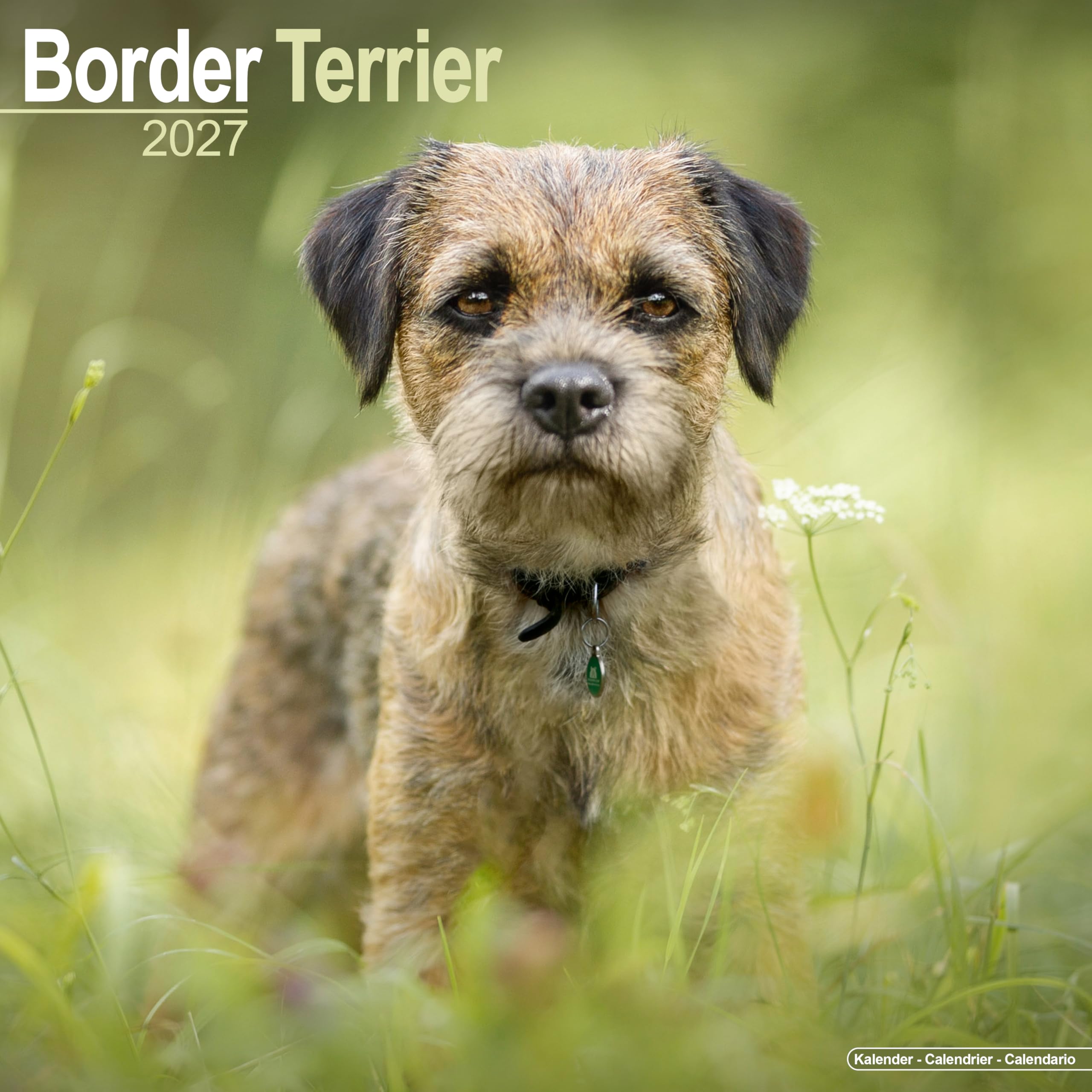 Border Terrier Calendar 2027