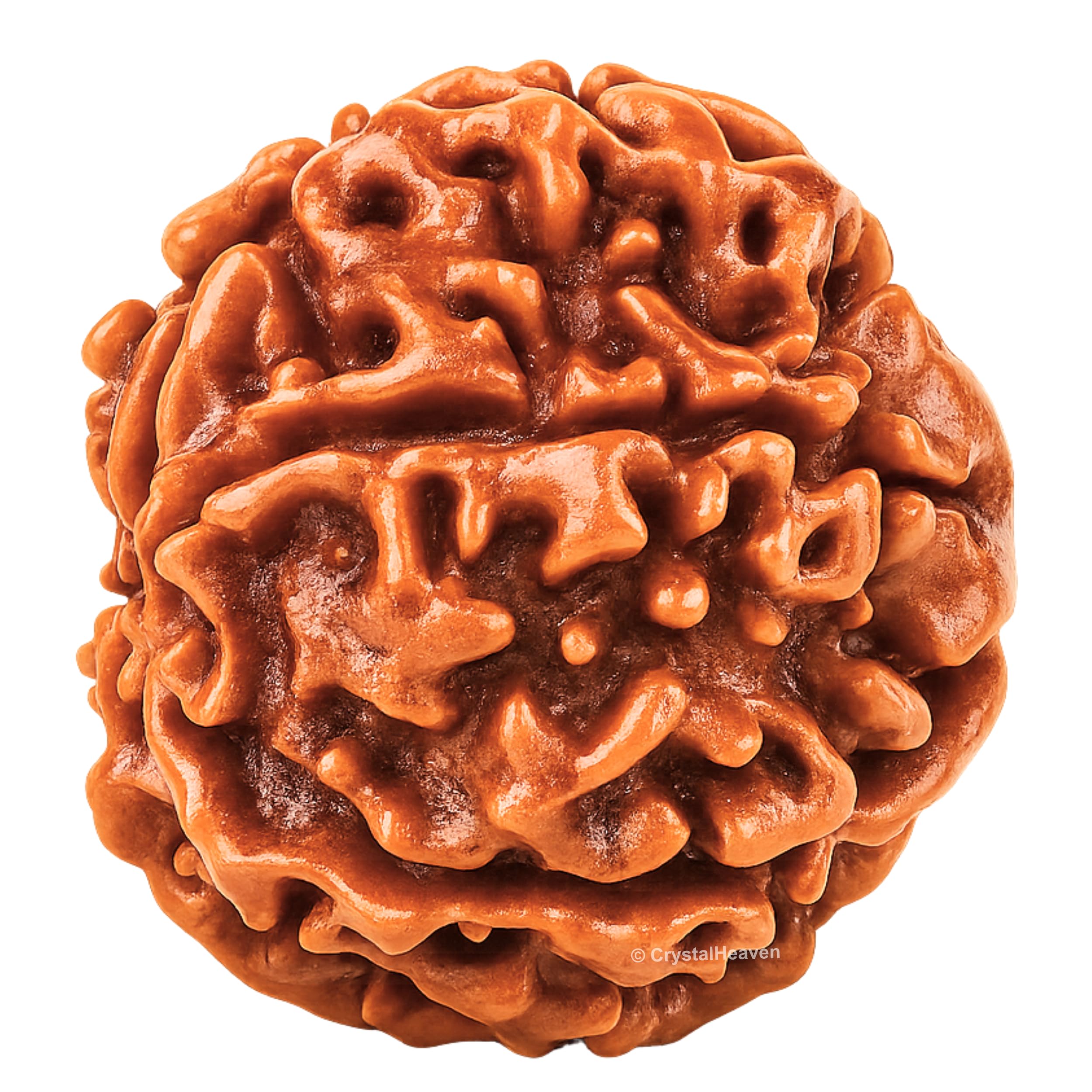6 Mukhi Rudraksha Original Certified Bead