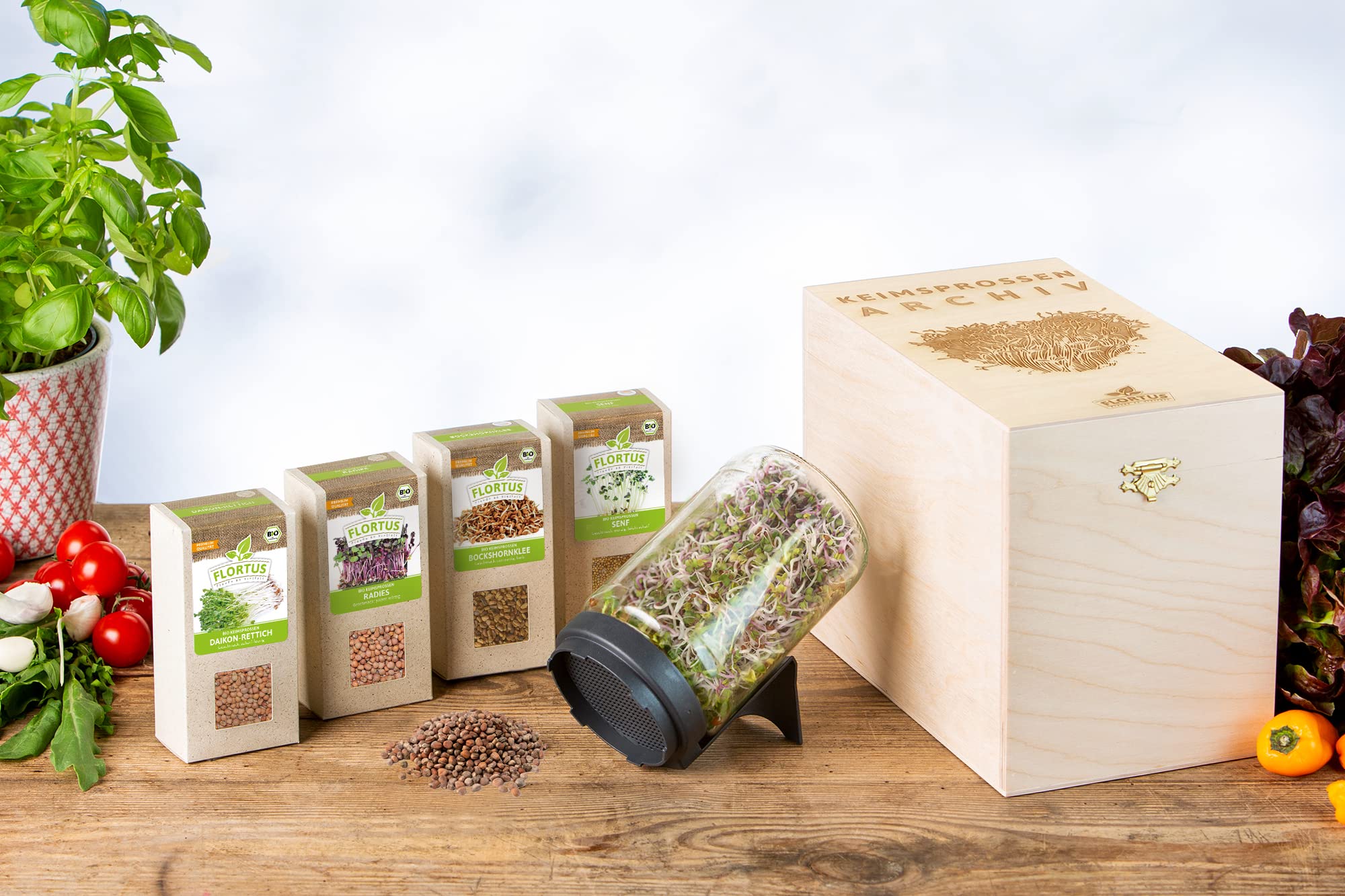 FLORTUS BIO Keimsprossen Archiv Geschenkbox SCHARF - inkl. 4 Sprossensorten | Daikon-Rettich, Radieschen, Bockshornklee & Senf | Geschenkset mit Sprossenglas | Keimsprossenbox Holzbox mit Deckel
