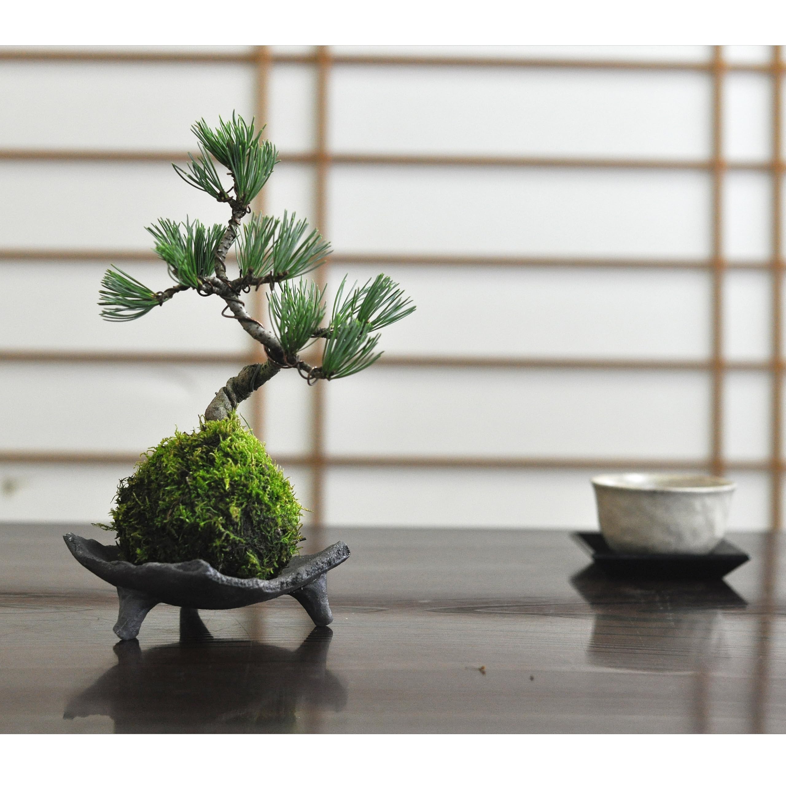 観葉植物】【ミニ盆栽】【苔】 観葉植物】【ミニ盆栽】【苔】