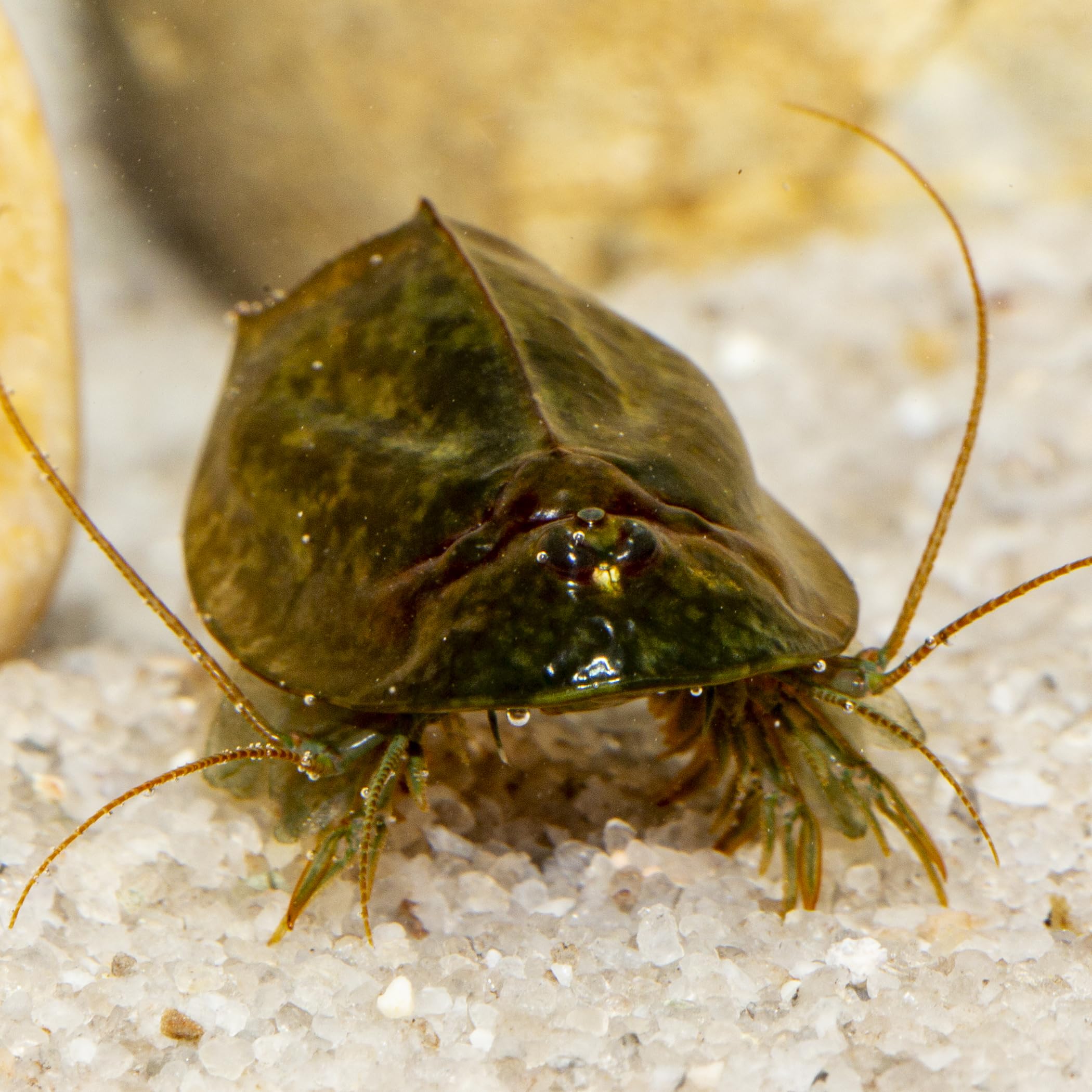 Triops cancriformis simplex Komplettset mit Urzeitkrebseiern: 6 l Aquarium, Zuchtansatz, Filter, Luftpumpe, Zubehör, Futter und Anleitung,