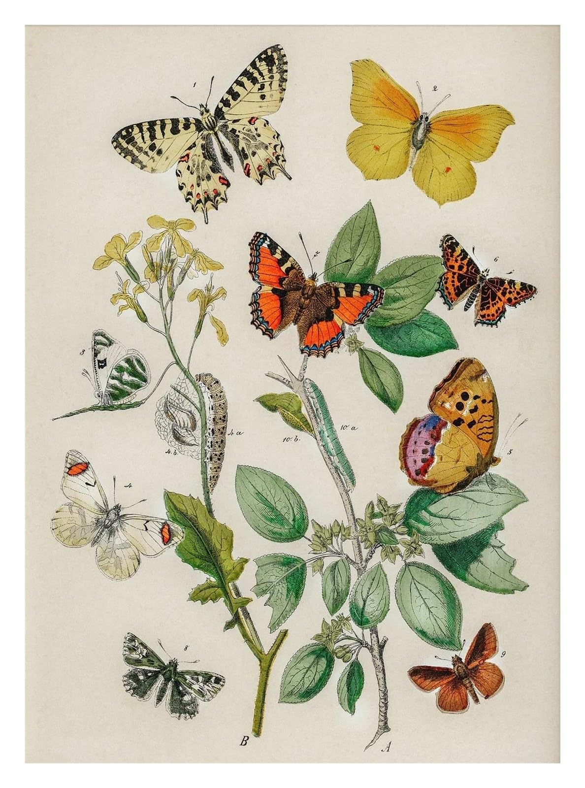 Peinture sur toile d'insectes d'été affiche de papillon et posters arts décoratifs