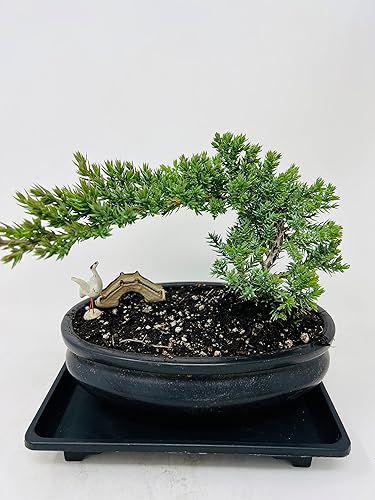 Árbol bonsái de enebro con maceta ovalada clásicaplanta de interior viva