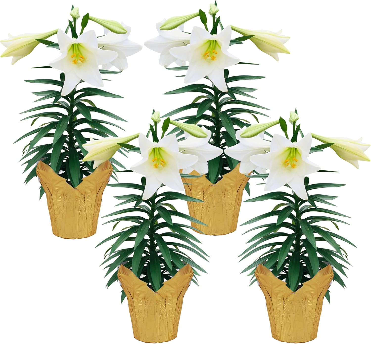 Live Easter Lilies (4 Per Pack), Flowering Bulbs