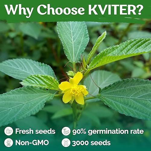 Miniatura 5 de 2000 semillas de espinacas egipcias, espinacas egipcias Rau Day saluyot Molokhia Yute