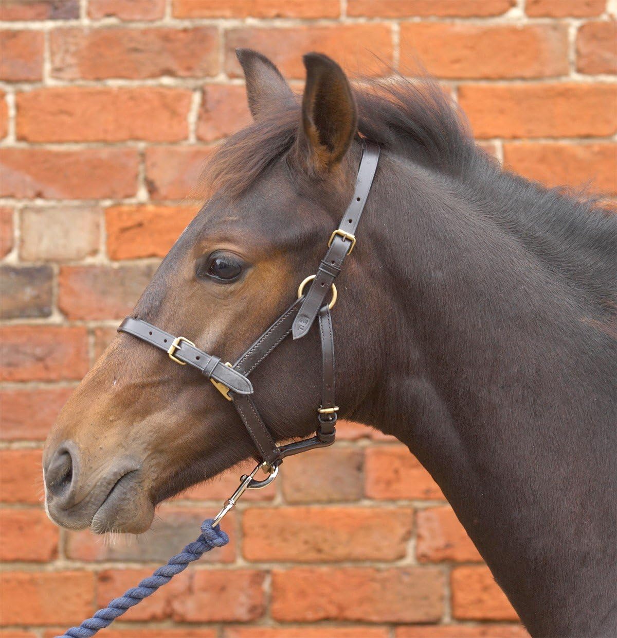 Hy Leather Foal Head Collar(Black, Medium)
