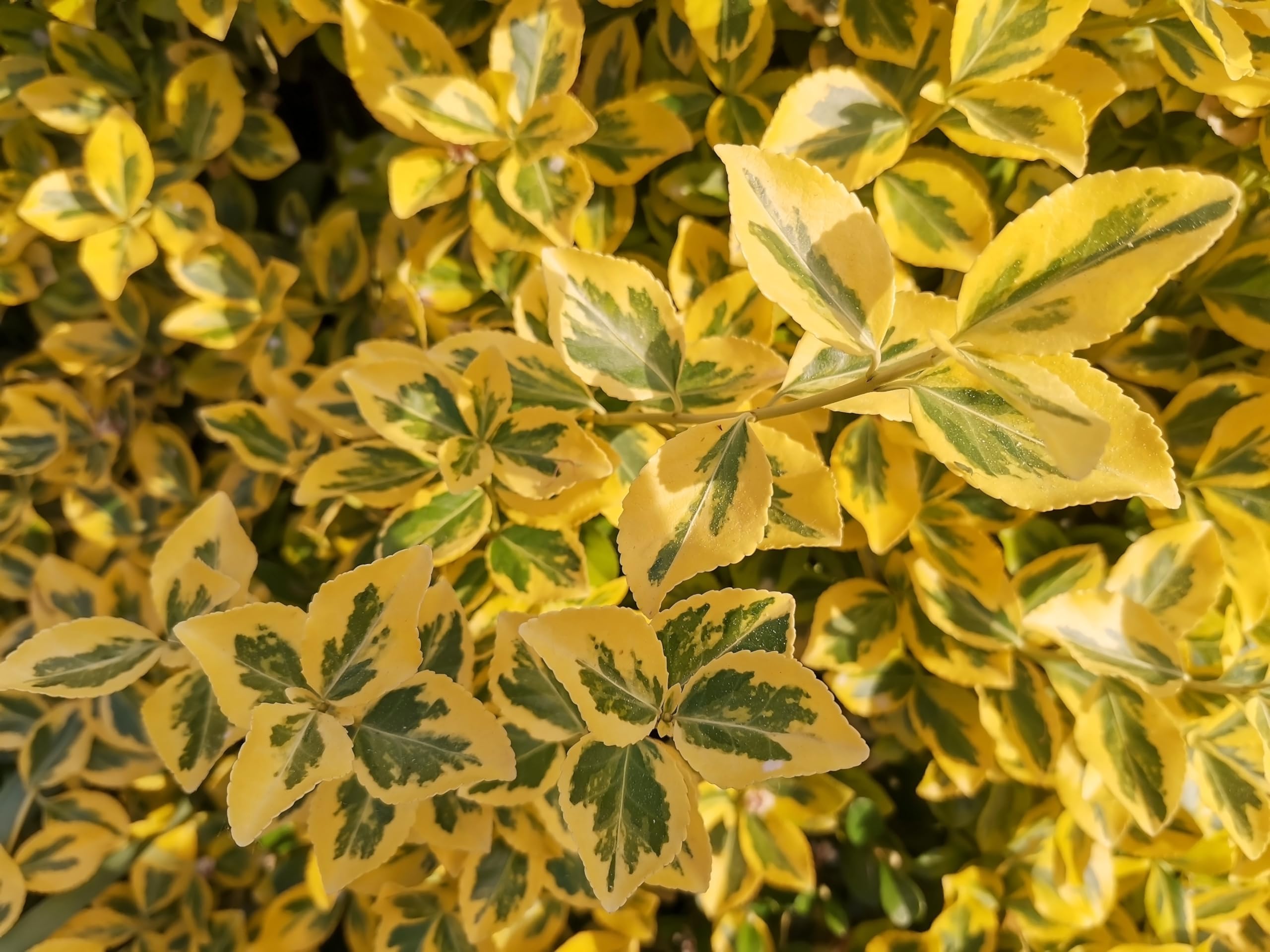 Stauden Gänge 10 x Ligustrum ovalifolium 'Aureum' Goldliguster winterhart | Goldene Heckenpflanze für Sonne bis Halbschatten, Blüte Juni bis Juli, mehrjährig, schnittverträglich, 9x9 cm Topf