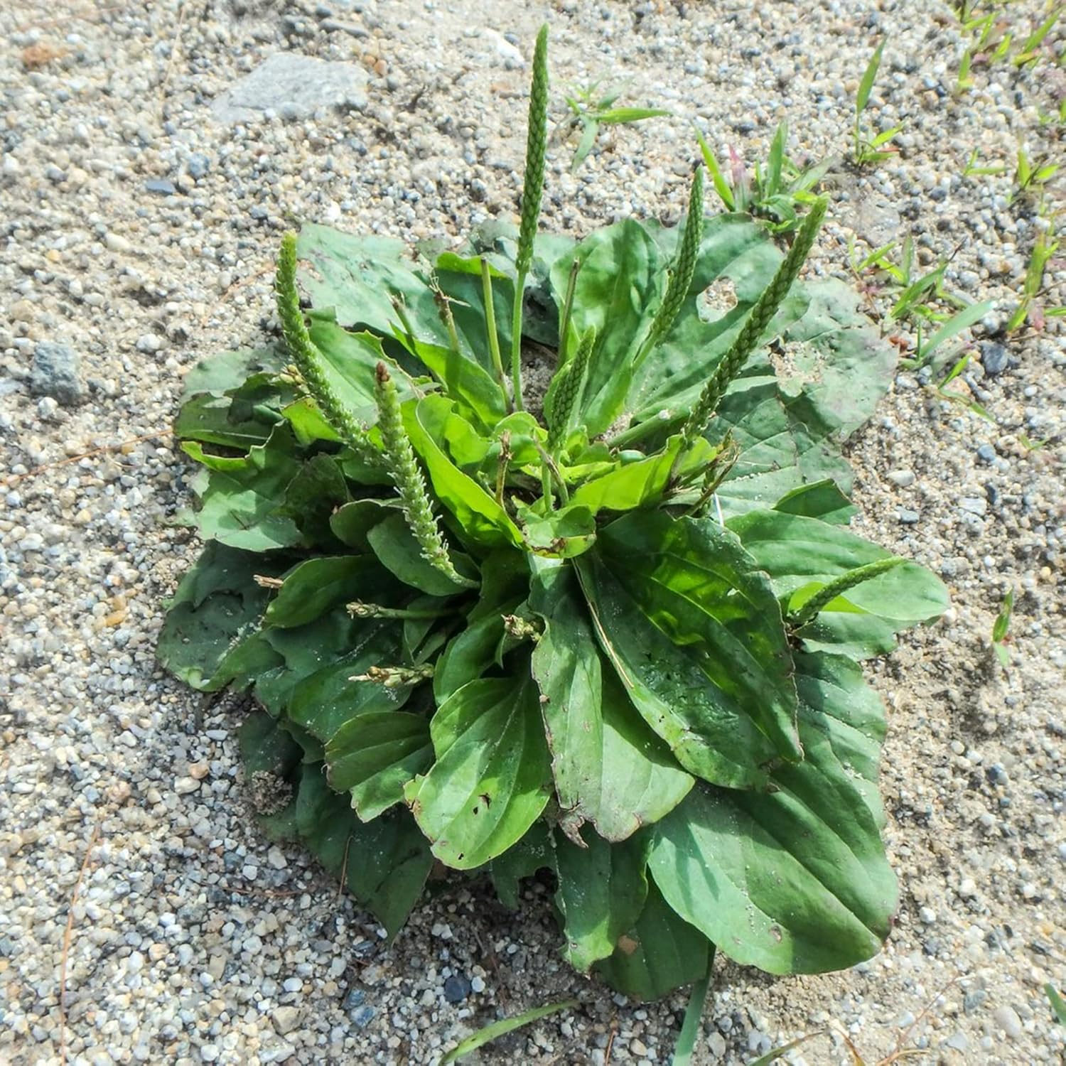 Broadleaf Plantain Seeds Plantago Major, Greater Hardy
