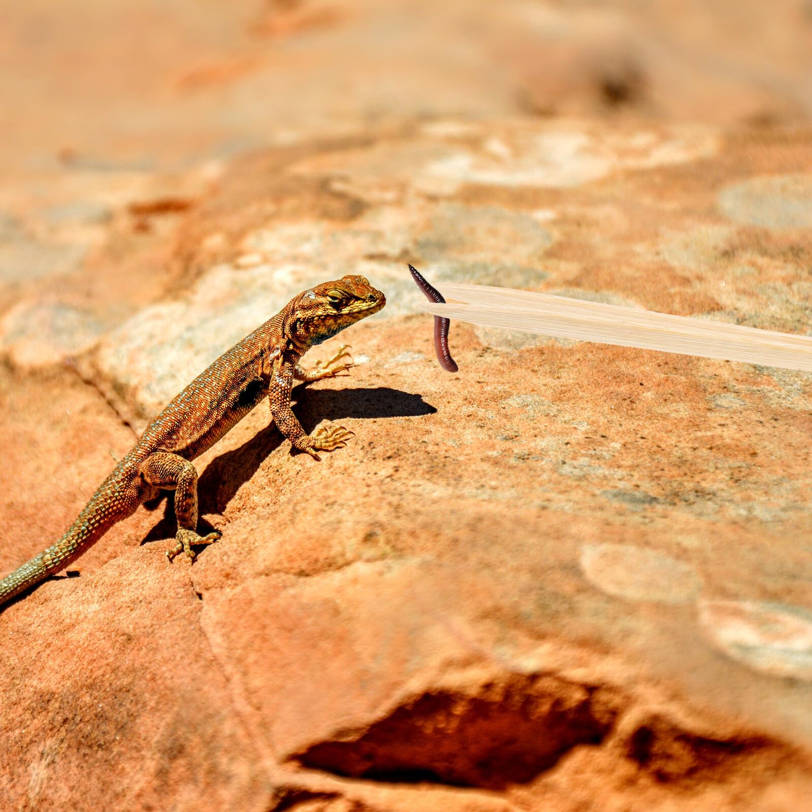 Pince Bambou pour Nourrir Reptiles Pince Nourrissage Sécurisée et Réutilisable pour Lézards Serpents et Tortues Outil Alimentation Écologique et Pratique