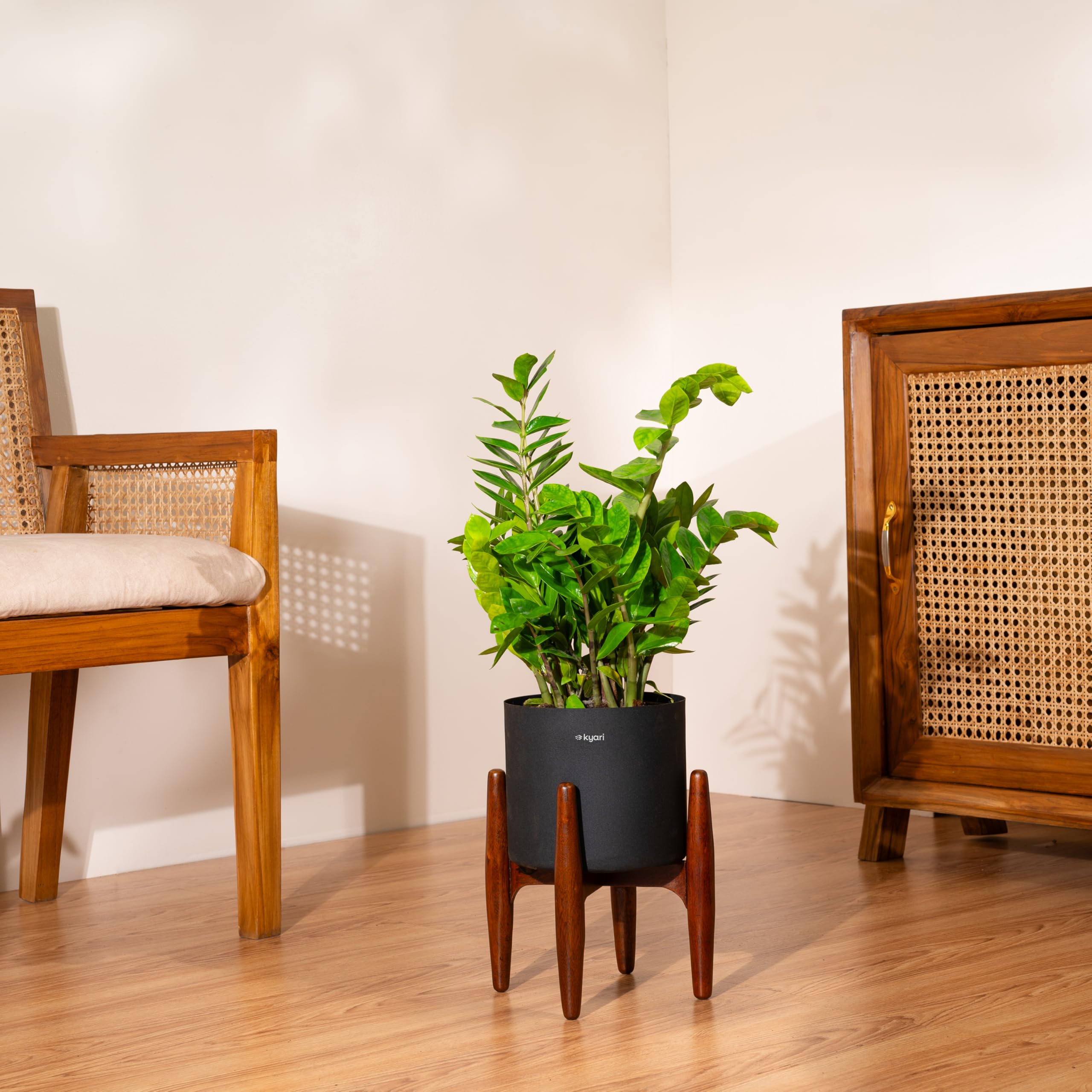 Kyari Zamia Green ZZ Plant - Air Purifying & Self Watering -13