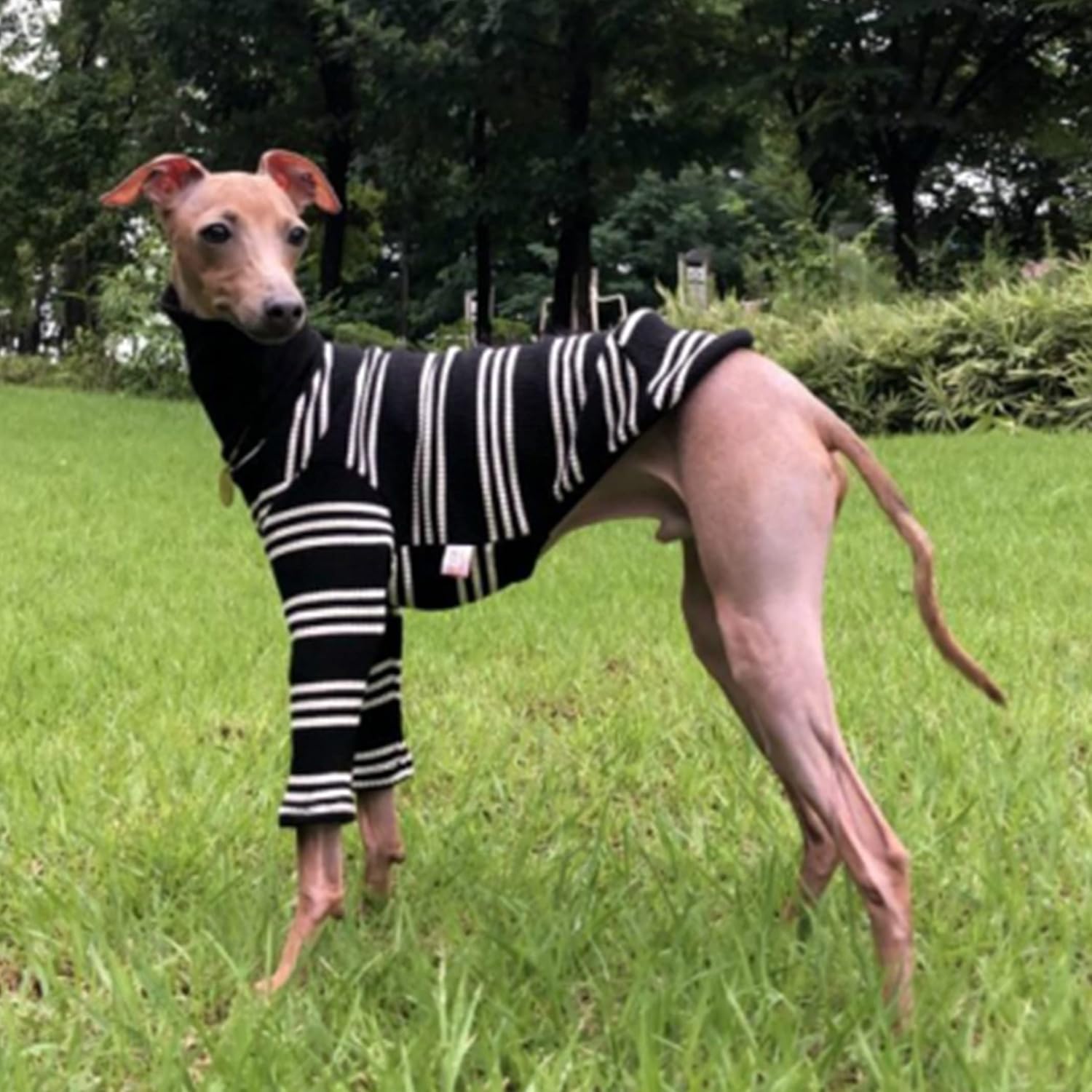 送料無料 サイズ交換ok イタリアングレーハウンド スウェット イタグレ 綿 Tシャツ おしゃれ 散歩 犬服 ドッグファッション 犬 北欧 服 袖なし ハイクオリティー