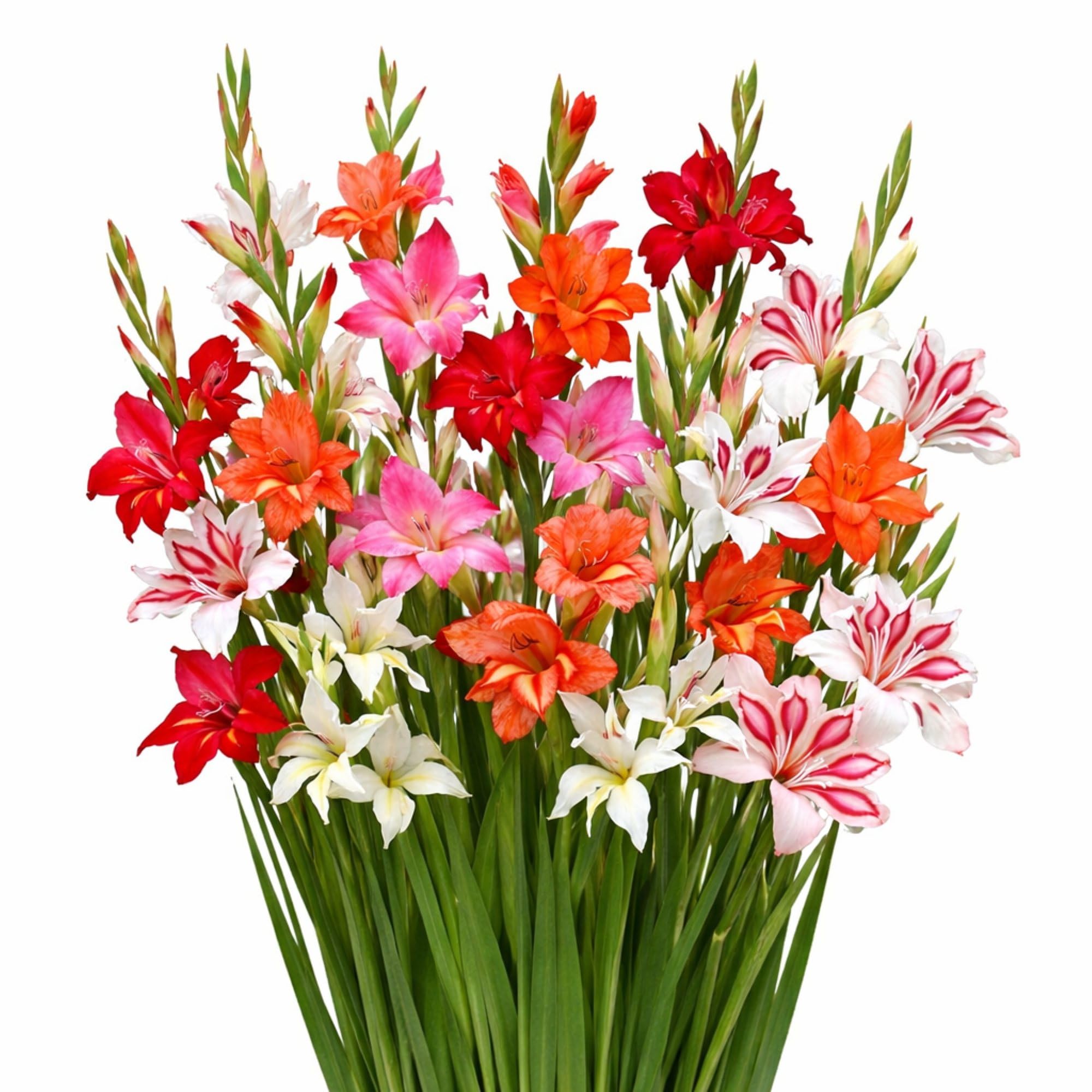Easy to Grow Hardy Gladiolus Mix