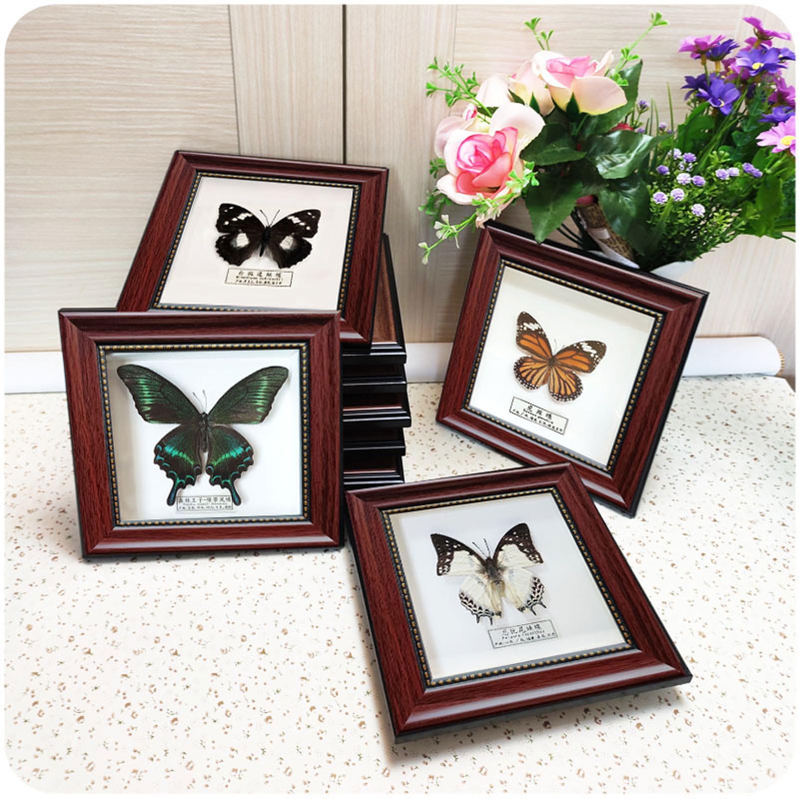 Echter Taxidermie-Schmetterling, Taxidermie-Schmetterlinge, exquisite Schmetterlinge, Insektenprobe, montiert unter Glas in handgefertigtem schwarzem Holzrahmen,