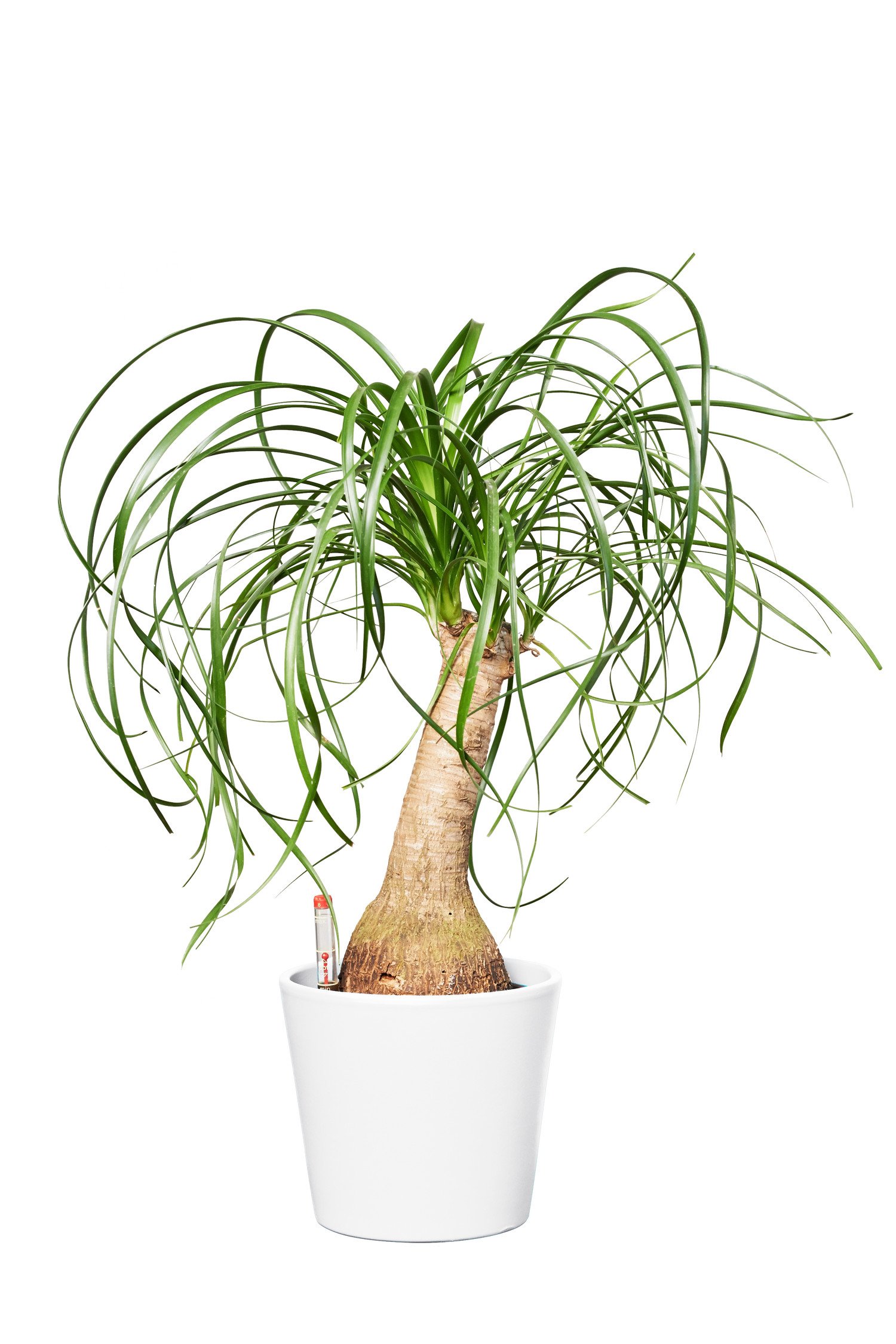 EVRGREEN | Zimmerpflanze Elefantenfu in Hydrokultur mit weiem Topf als  Set | Beaucarnea recurvata Nolina klein : Amazon.de: Garten