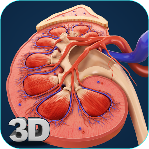 Kidney Anatomy Pro.
