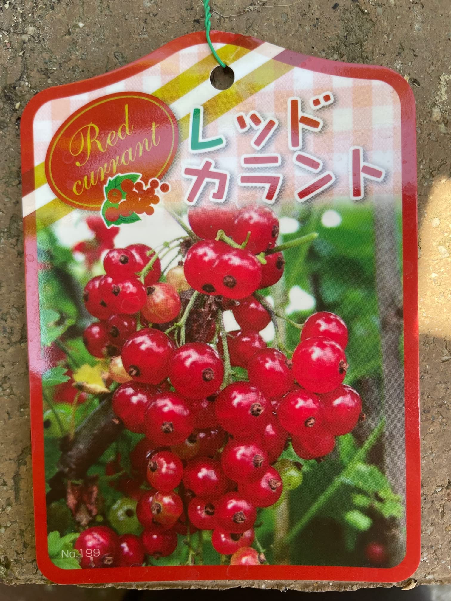 Amazon.co.jp: キラキラ透ける果実はまるでルビーのように美しい