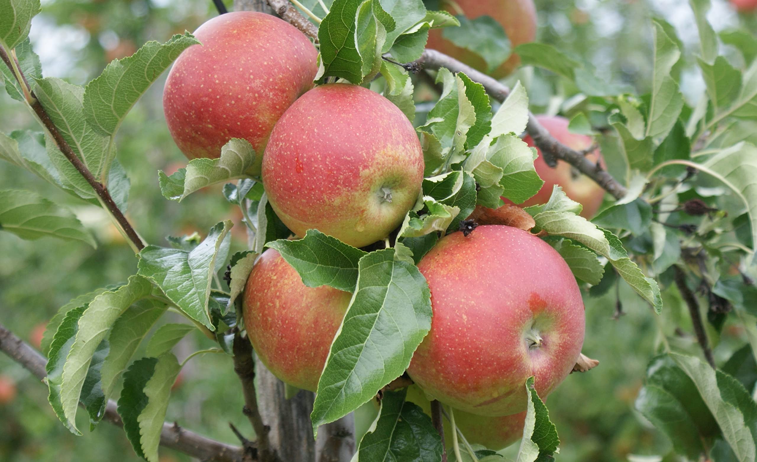 Äpfel Wellant Allergikerapfel aus Deutschland Bodensee 1-10 KG