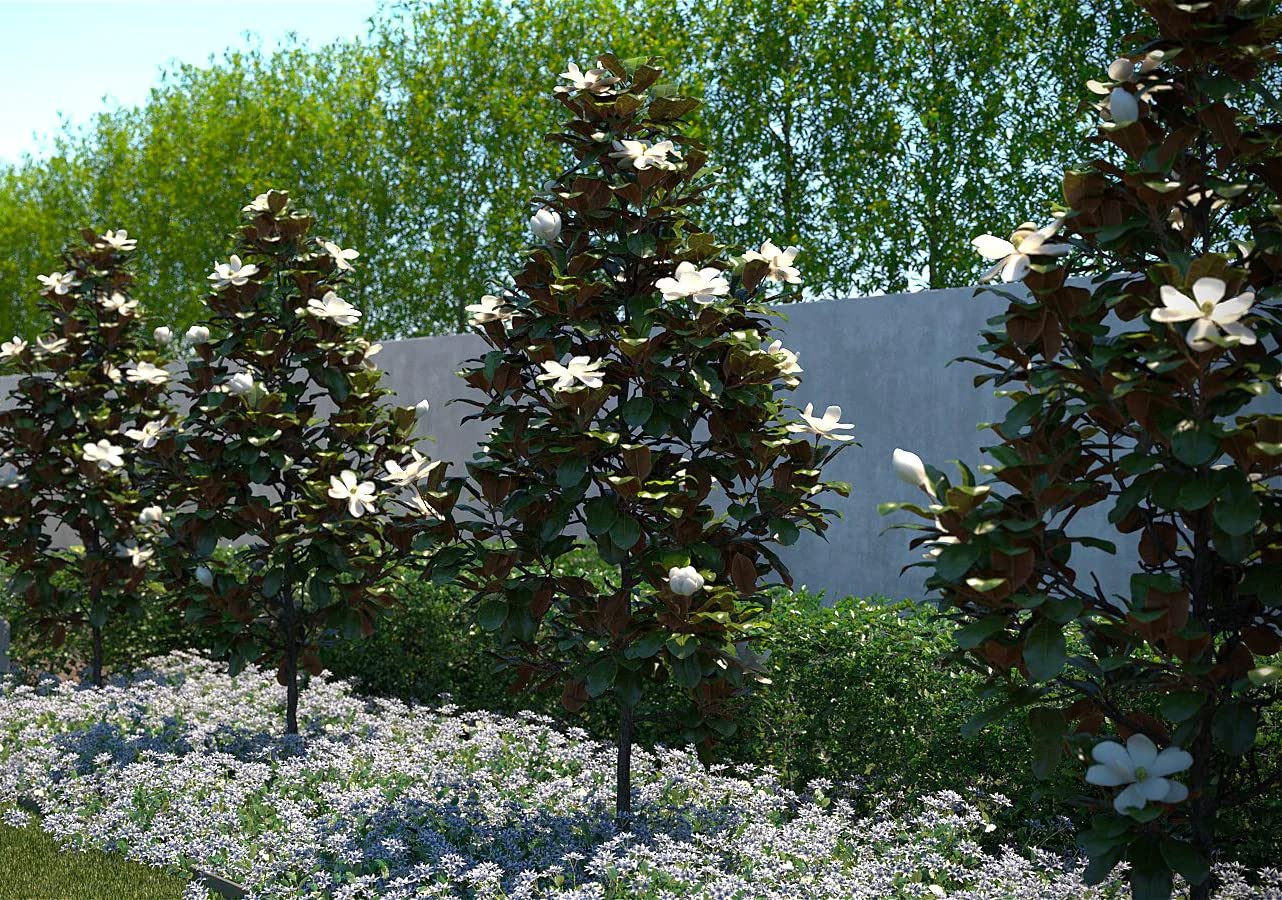 Magnolia grandiflora "Little Gem" pianta in vaso ø24 cm h. 80/100 cm Vivaio di Castelletto