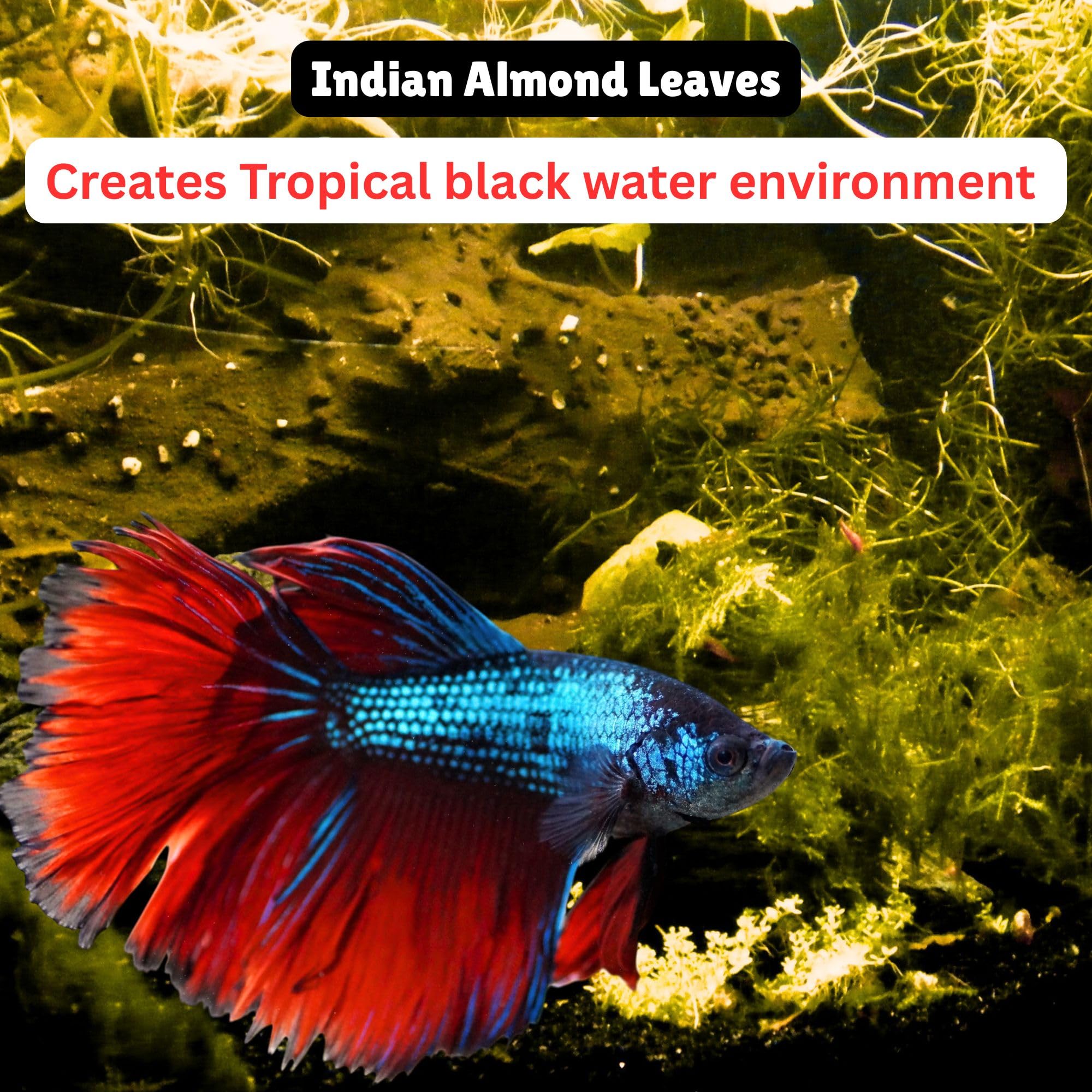 80 hojas secas de almendra india Catappa para tanque de peces Betta de 4 pulgadas, acondicionador de agua para acuario, camarones, peces dorados, guppy, ranas, tetras y caracoles