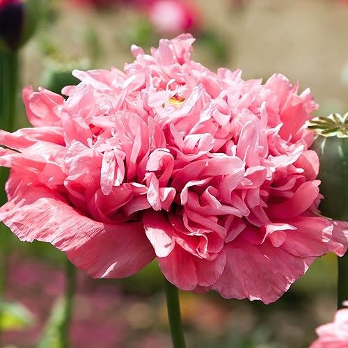 Miniatura 2 de Seed Needs Semillas mixtas de amapola de peonía para plantar, reliquia y polinizada abierta, mezcla colorida para plantar un jardín de mariposas al