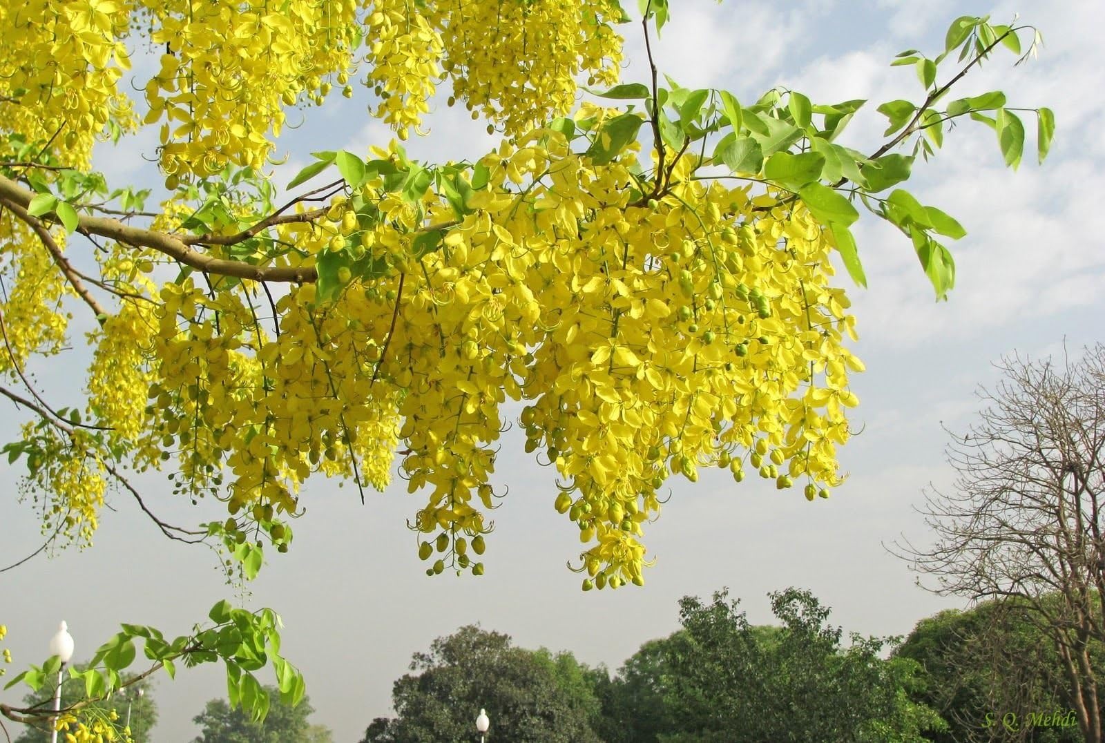 CSNCH50 Fresh Seeds Cassia Fistula Golden Shower Pudding-Pipe Tree