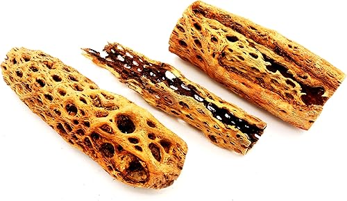 Vista 4 de Soportes de exhibición de plantas de aire grandes de madera cholla natural, soportes decorativos individuales únicos o soporte