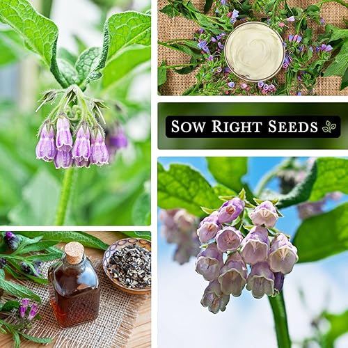 Miniatura 4 de Sow Right Seeds - Semillas de consuelda para plantar - Paquete de reliquia sin OMG con instrucciones para plantar un jardín de hierbas al aire libre