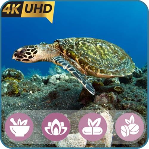 Ocean Harmony - Sea Turtle and Reef Soundscapes