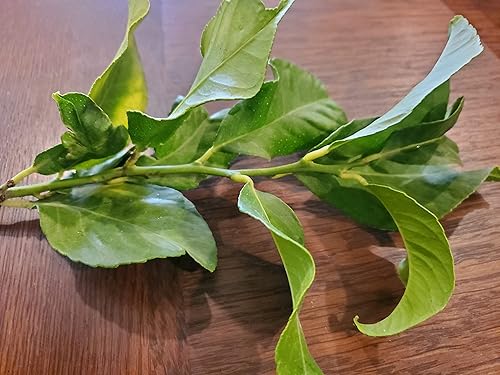 Miniatura 7 de Hojas de limón orgánicas frescas de California Farm, sin químicos, veganas, sin pulverizar, sin encerar, para té, cocina, hornear, aromaterapia,