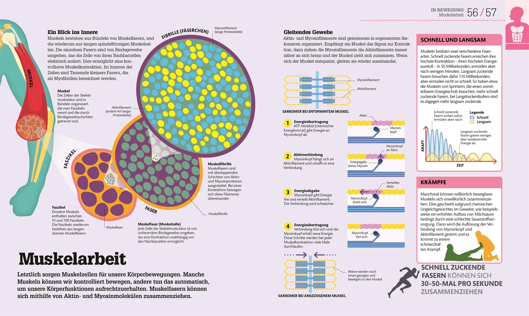 #dkinfografik. Der menschliche Körper: Und wie er funktioniert