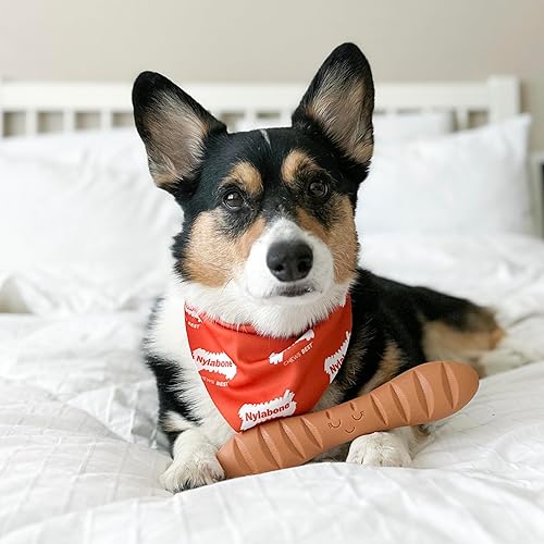 Vista 83 de Nylabone Lobster Power - Juguete masticable para perros, juguetes para perros para masticadores agresivos, sabor filet mignon, perros pequeños