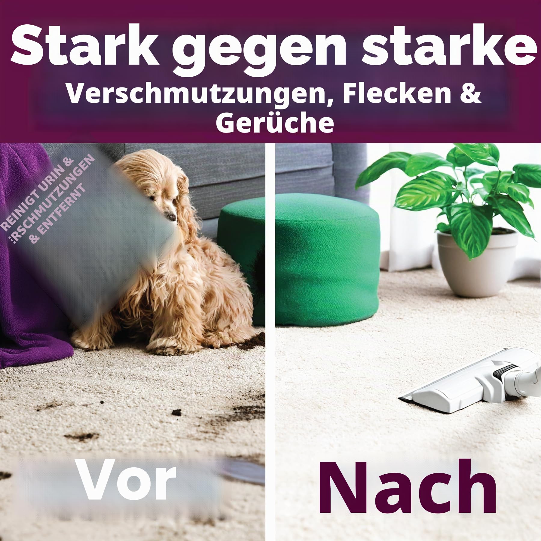 Dirtbusters Haustier Teppichreiniger – neutralisiert Tiergerüche & entfernt Flecken in Teppichen & Polstern - mit Geranien- und Kamillenduft - für Teppichreinigungsmaschinen geeignet - 5 l Kanister