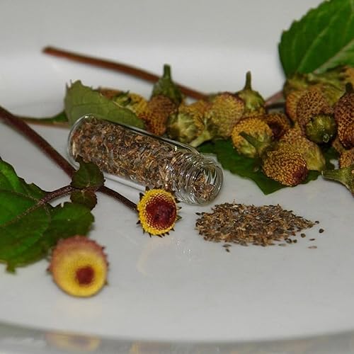 Miniatura 7 de Bulls Eye Toothache Plant Seeds (Spilanthes acmella) Cápsula de semillas congeladas de 40 semillas, planta semillas ahora + almacenamiento de