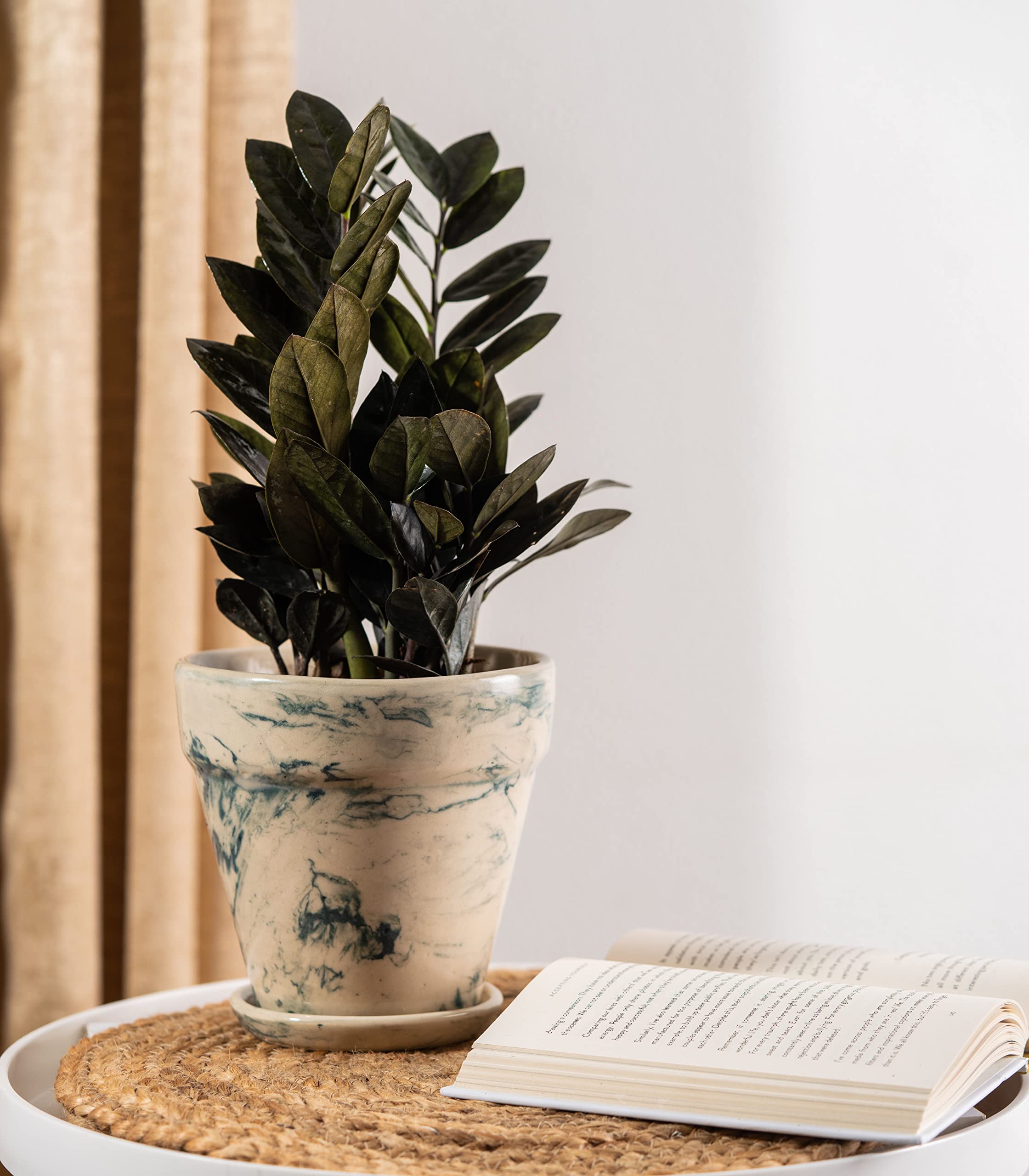 Nurturing Green® Indoor Live Black ZZ Plant In Green Ceramic Pot (Zamioculas Zamiifolia Black Raven)