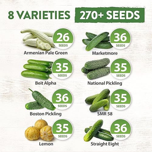 Miniatura 2 de HOME GROWN 8 semillas de pepino para plantar, limón, encurtido nacional, armenio, beit alfa, ocho semillas de pepino rectas, semillas de vegetales