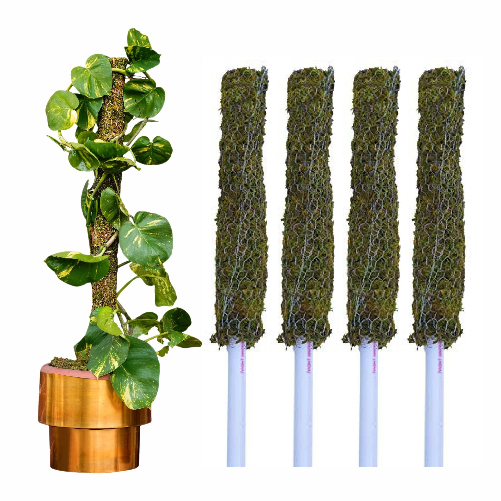 See full amazon price history chart for DR ARYA Moss Stick 153cm Set of 4 | Moss Stick | Moss Stick for Plant | Climbing Indoors | 5ft Each - (Set of 4) DR ARYA Moss Stick 153cm Set of 4 | Moss Stick | Moss Stick for Plant | Climbing Indoors | 5ft Each - (Set of 4) (B0CKXJ12TW) Amazon Price History, Amazon Price Tracker
