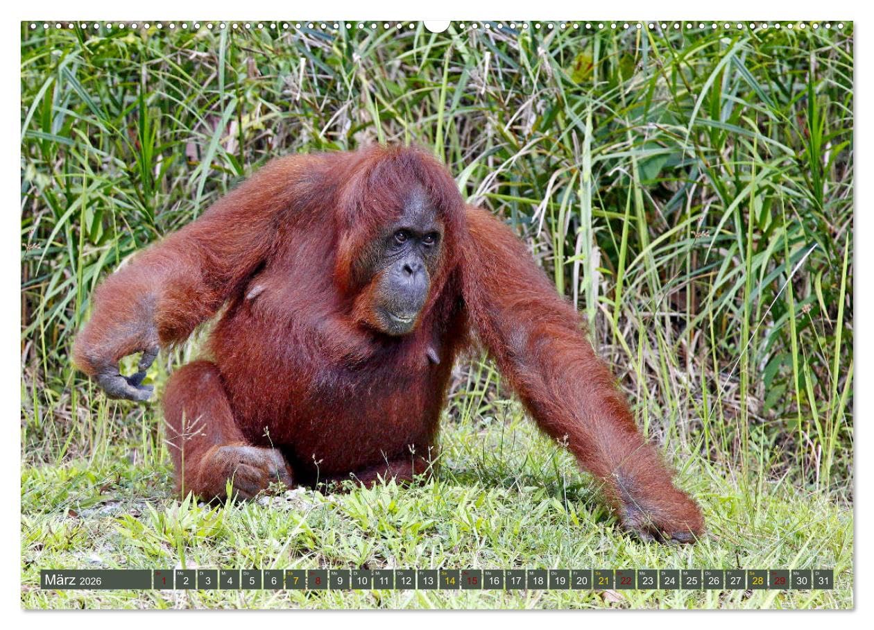 Waldmenschen - Orang Utans auf Borneo (hochwertiger Premium Wandkalender 2026 DIN A2 quer), Kunstdruck in Hochglanz: Orang Utans - Begegnungen auf Borneo (CALVENDO Tiere)