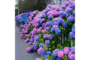 30pcs Blue, Pink, and Purple Annabelle Hydrangea Seeds